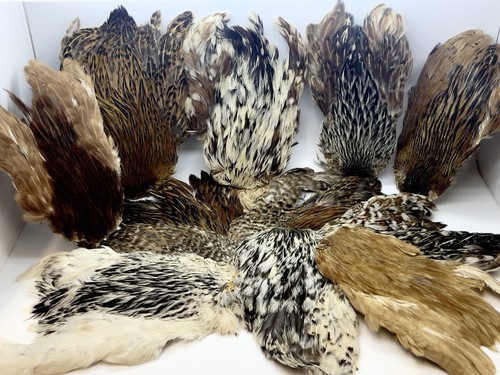Hen neck capes - hen,