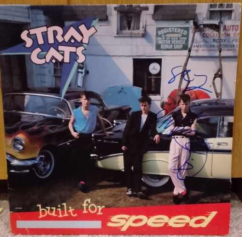 Stray cats built - -, speed
