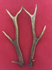PAIR OF RED DEER ANTLERS 488g