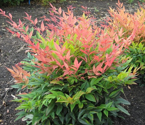 Nandina domestica - nandina,