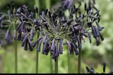 WOW! Agapanthus ‘Black Magic’ 3x Plug Plants. Hardy. National Collection Holders