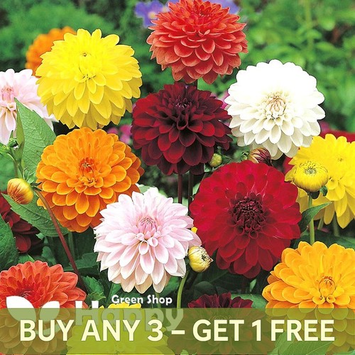 Dahlia variabilis showpiece - variabilis,