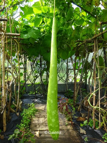 Bottle gourd dudhi - bottle, doodhi