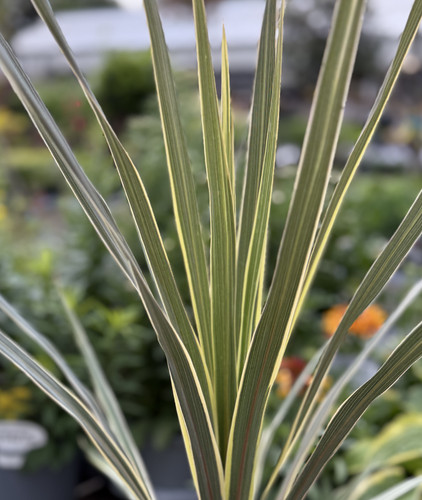 Cordyline australis torbay - cordyline, 'torbay