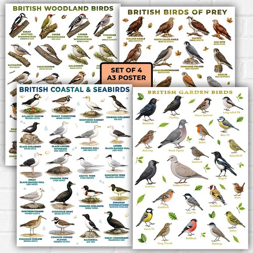 British garden birds - garden,