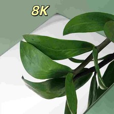 Mirror Polished Stainless