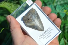 WOW, Genuine MEGALODON SHARK
