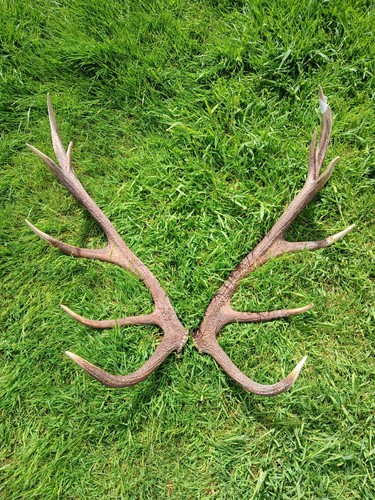 Red deer antlers - deer,