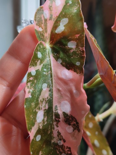 Rare begonia maculata - begonia, pink
