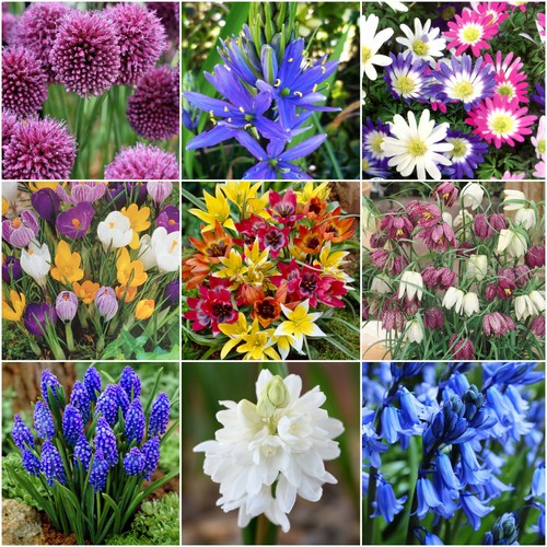 Spring flowering garden - spring,