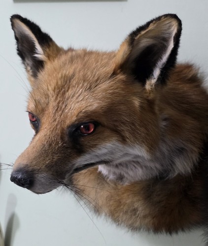 Fox head taxidermy - fox,
