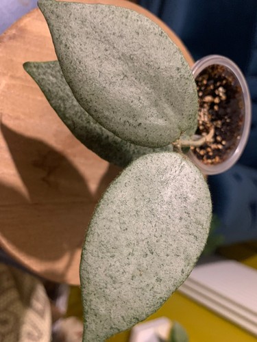 Hoya caudata argentea - hoya, (argene)