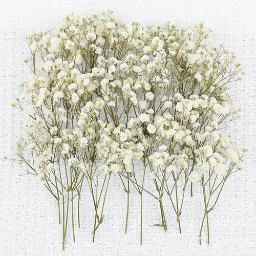 Dried gypsophila stems - 50, –