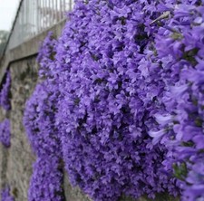 Campanula plug plants