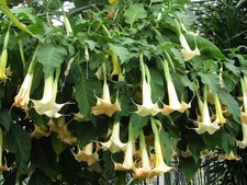 Yellow Brugmansia (Angel’s