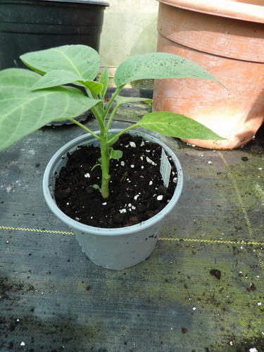 Brugmansia charles grimaldi - brugmansia,