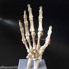 1:1 New Hand Joint Anatomical Skeleton Model Human Medical Anatomy Life Size