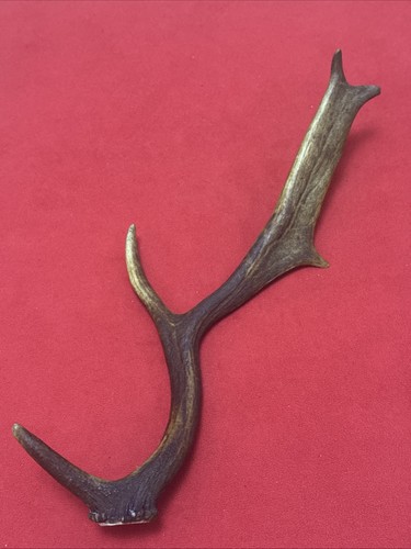 Fallow deer antler 268g - deer,