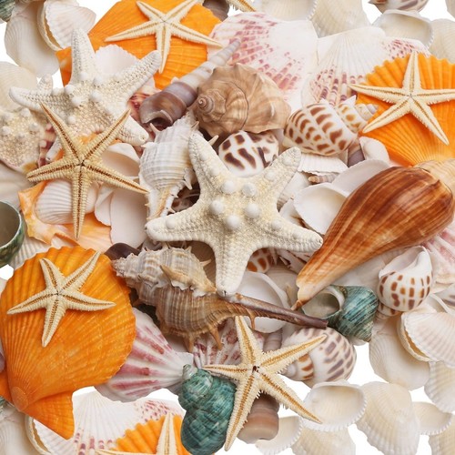 Skoolove natural sea shells - skoolove,