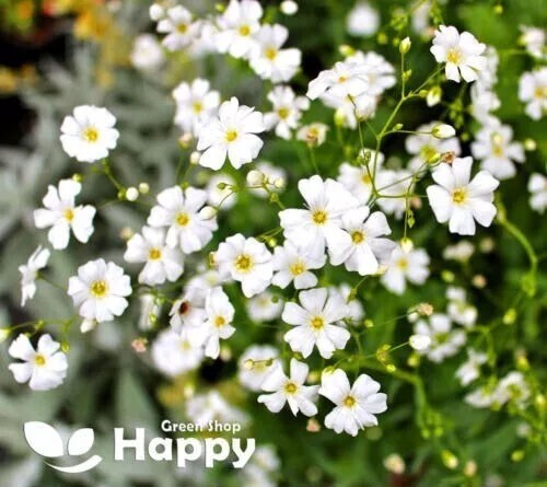 Baby breath white covent - breath,