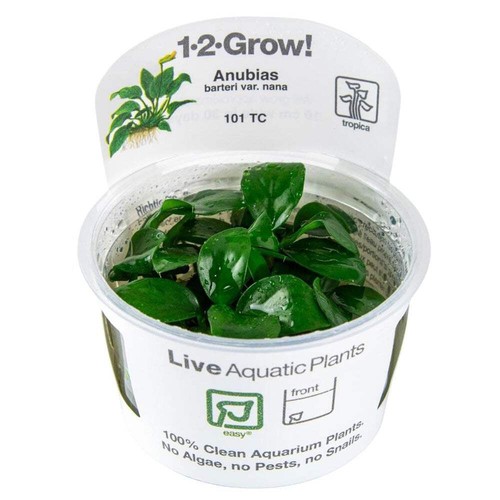 Tropica anubias barteri - barteri, nana