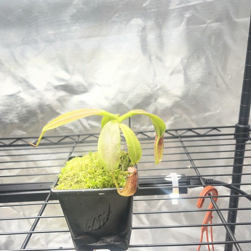 Nepenthes eymae seed grown - seed,