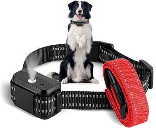 Supernight dog training - dog,