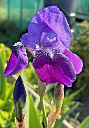 Bearded iris germanica - bearded,