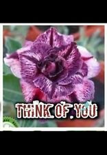 3 Desert Rose seeds Adenium Obesum THINK OF YOU Colors  Flower Plant Seeds UK