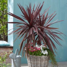 Outdoor Cordyline, Red Star, Tropical Foliage Plant, Scented, 17cm Pot 60-70cm