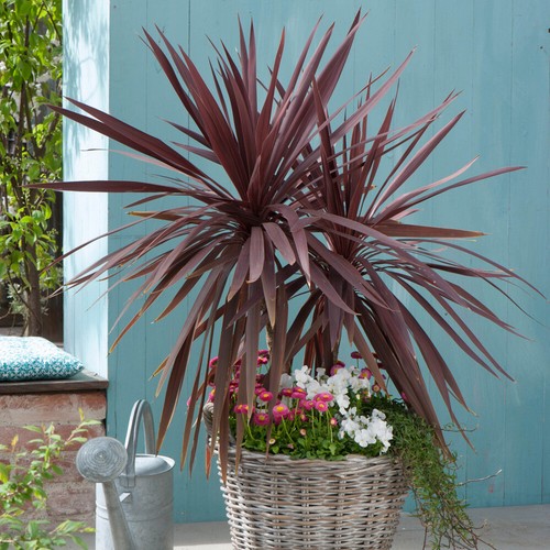 Outdoor cordyline red - outdoor,