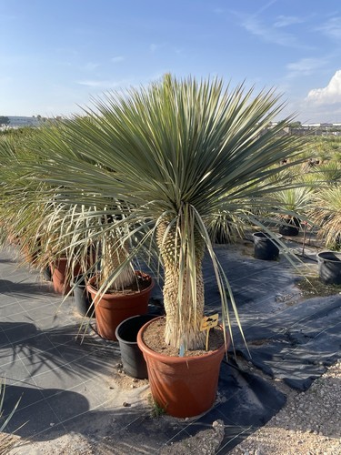 Yucca rostrata trunk - yucca, rostrata,