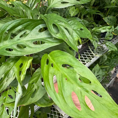Monstera swiss cheese plant - swiss,