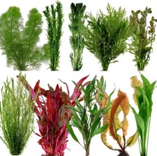 PREMIUM LIVE AQUARIUM BUNCHED