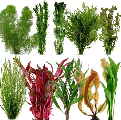 Premium live aquarium bunched - aquarium,