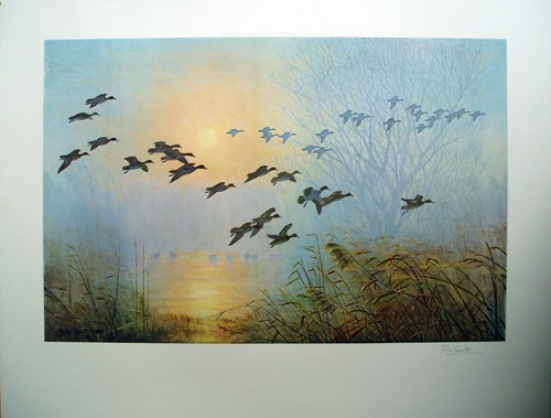 Peter scott teal coming to - -,