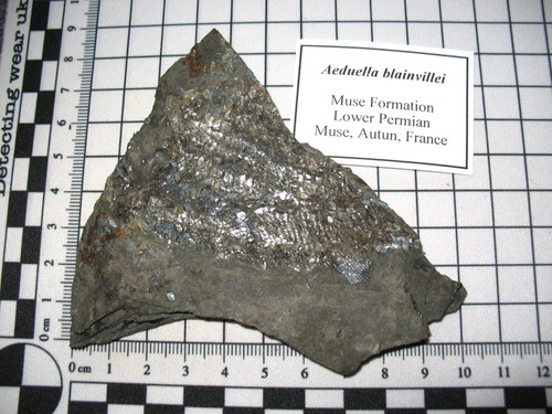 Permian fish aeduella - permian,