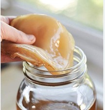 XL Organic Kombucha Scoby