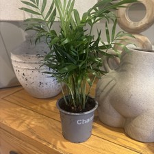 Parlour  Palm Chamaedorea