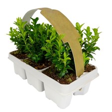 6 x Buxus Sempervirens -
