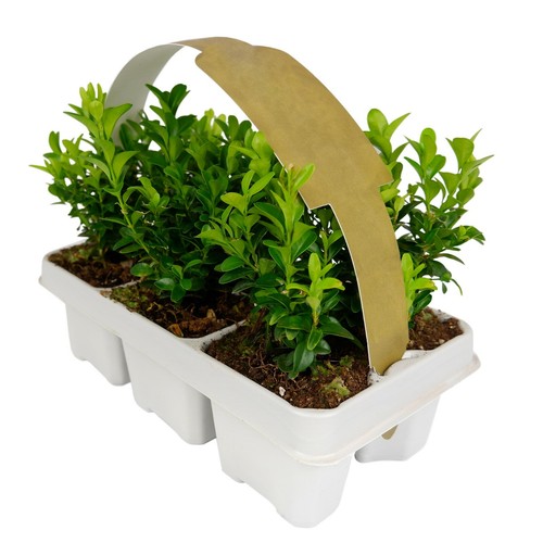Buxus sempervirens - x,