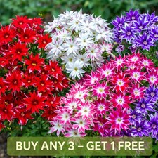 Drummond phlox seeds - seeds, twinkle