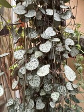 String of Hearts plant x3 -