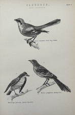 ntique Print c1870s Birds | Grey Shrike Flycatcher Mockingbird Engraving
