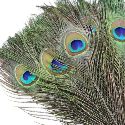 10pcs real peacock - real,