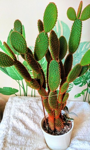 Opuntia microdasys yellow form - microdasys,