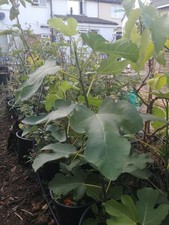 Ficus 'Brown Turkey' -  Fig Tree  Grown from cutting 