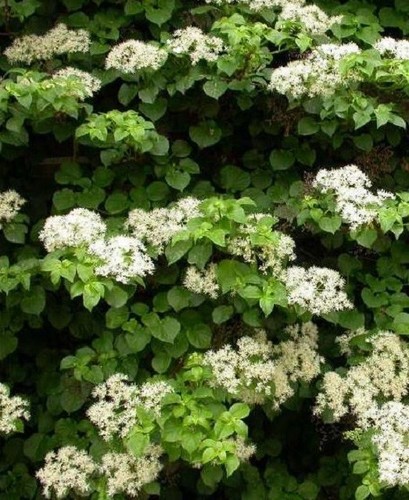 Xlg climbing hydrangea - climbing,