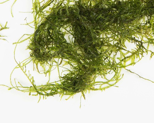 Java moss 250g - 250g,