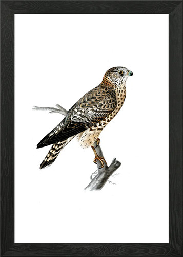 Vintage merlin falcon - falcon, bird